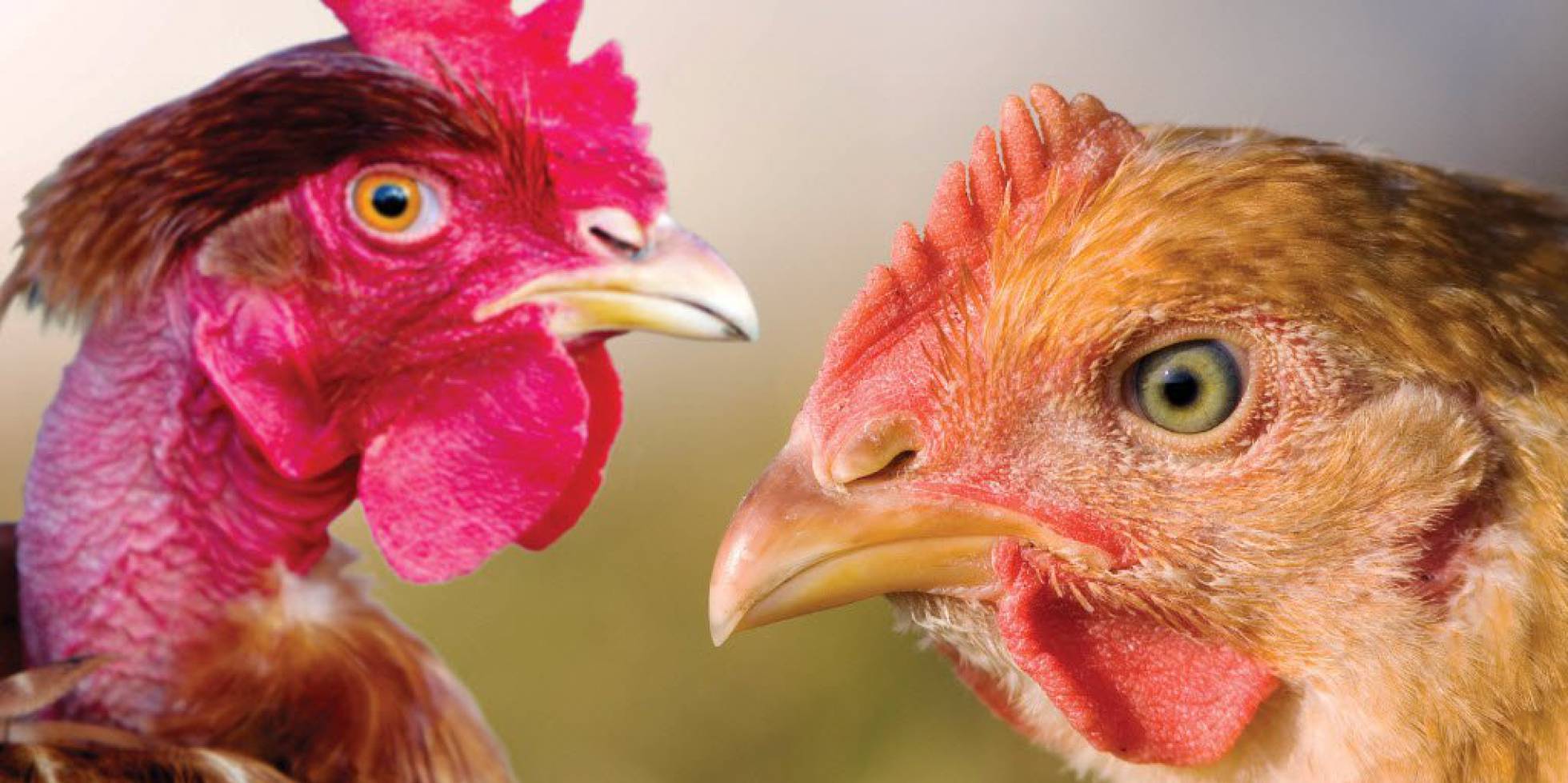 1465549989_188823_1465550951_noticia_normal_recorte1