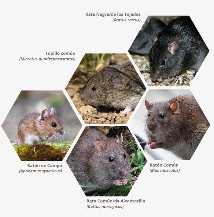 Claves para el control eficaz y seguro de las infestaciones por ...