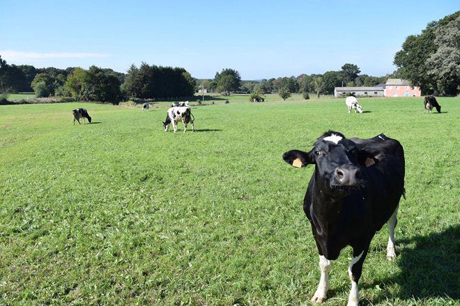 pastoreo_vacas_01_standar