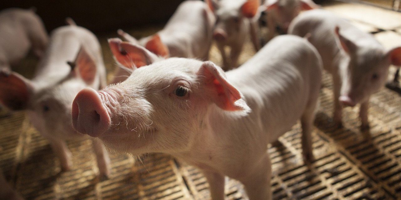 21-04-26_cerdos_compartimento1