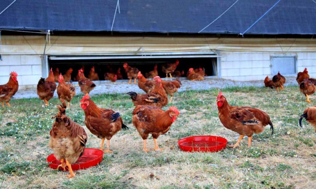 pollo-campero-1024x612-1