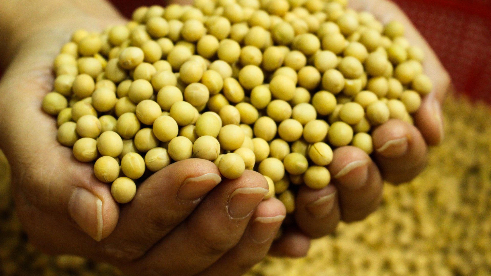 SojaEnMano SojaEnMano