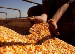 Maiz a granel Foto: agrositio.com.ar
