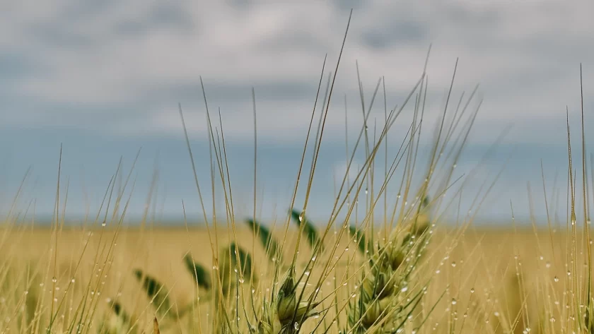 Foto de Ana Maria en Pexels