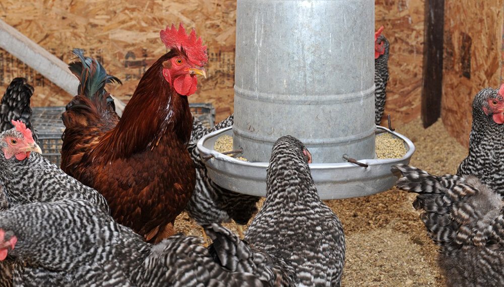 avicultura-gallinas-2-infocampo